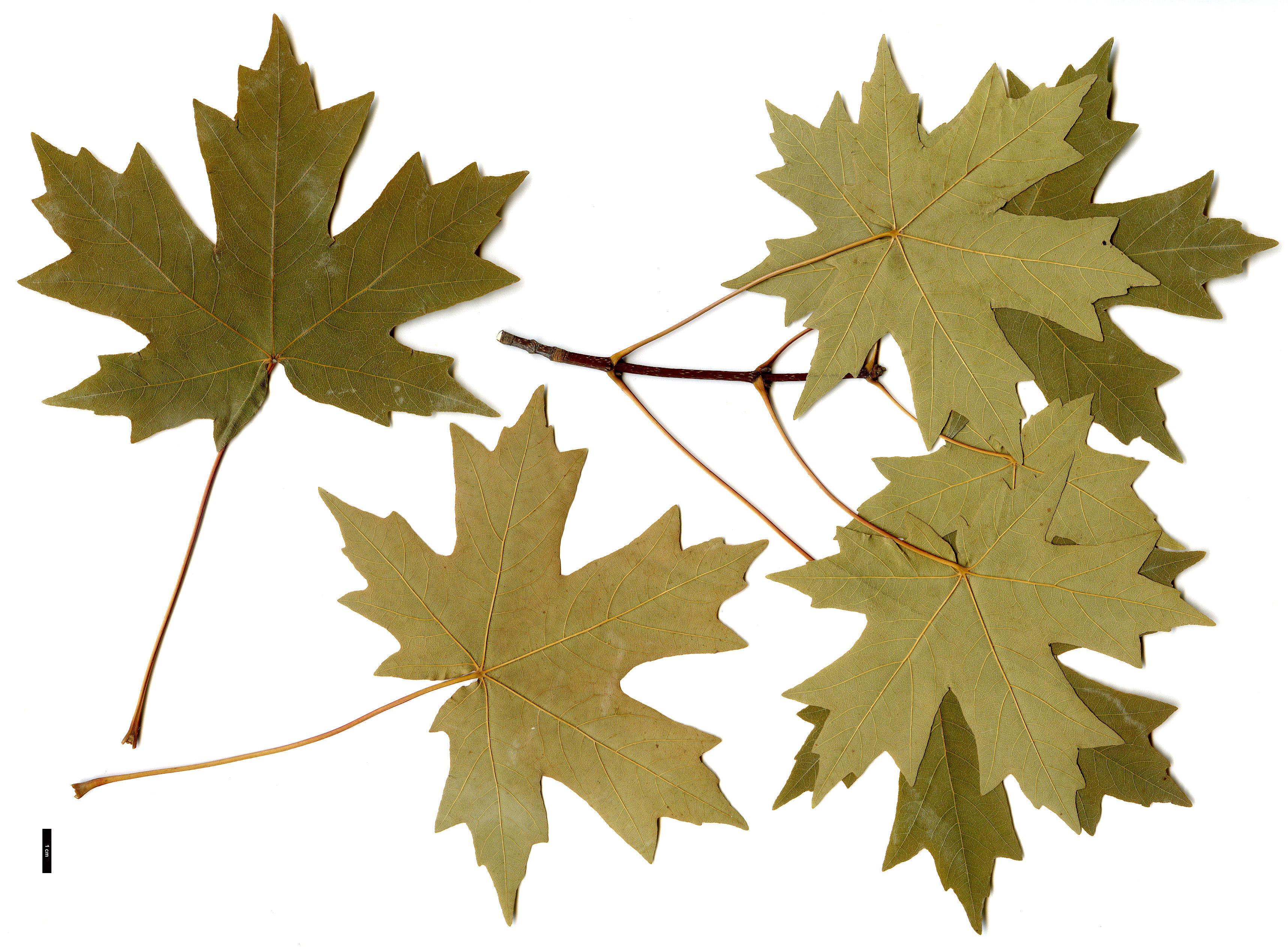 High resolution image: Family: Sapindaceae - Genus: Acer - Taxon: hyrcanum - SpeciesSub: subsp. tauricolum